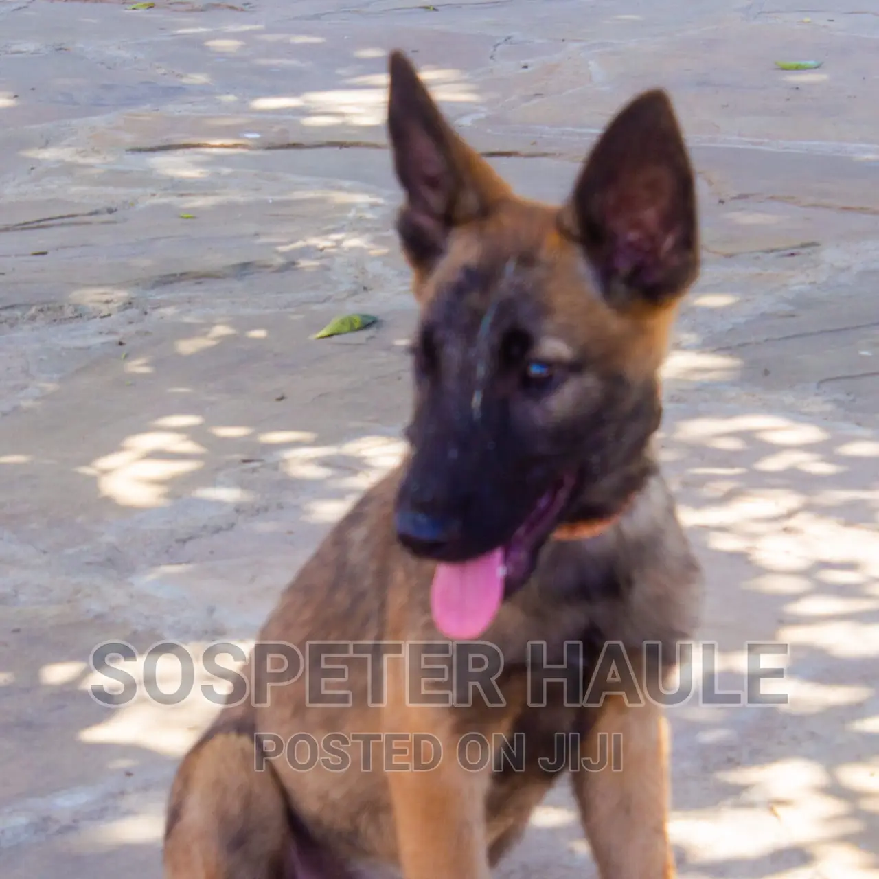 1-3 months Male Purebred Belgian Malinois