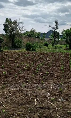 Viwanja Arusha Na Kilimanjaroo
