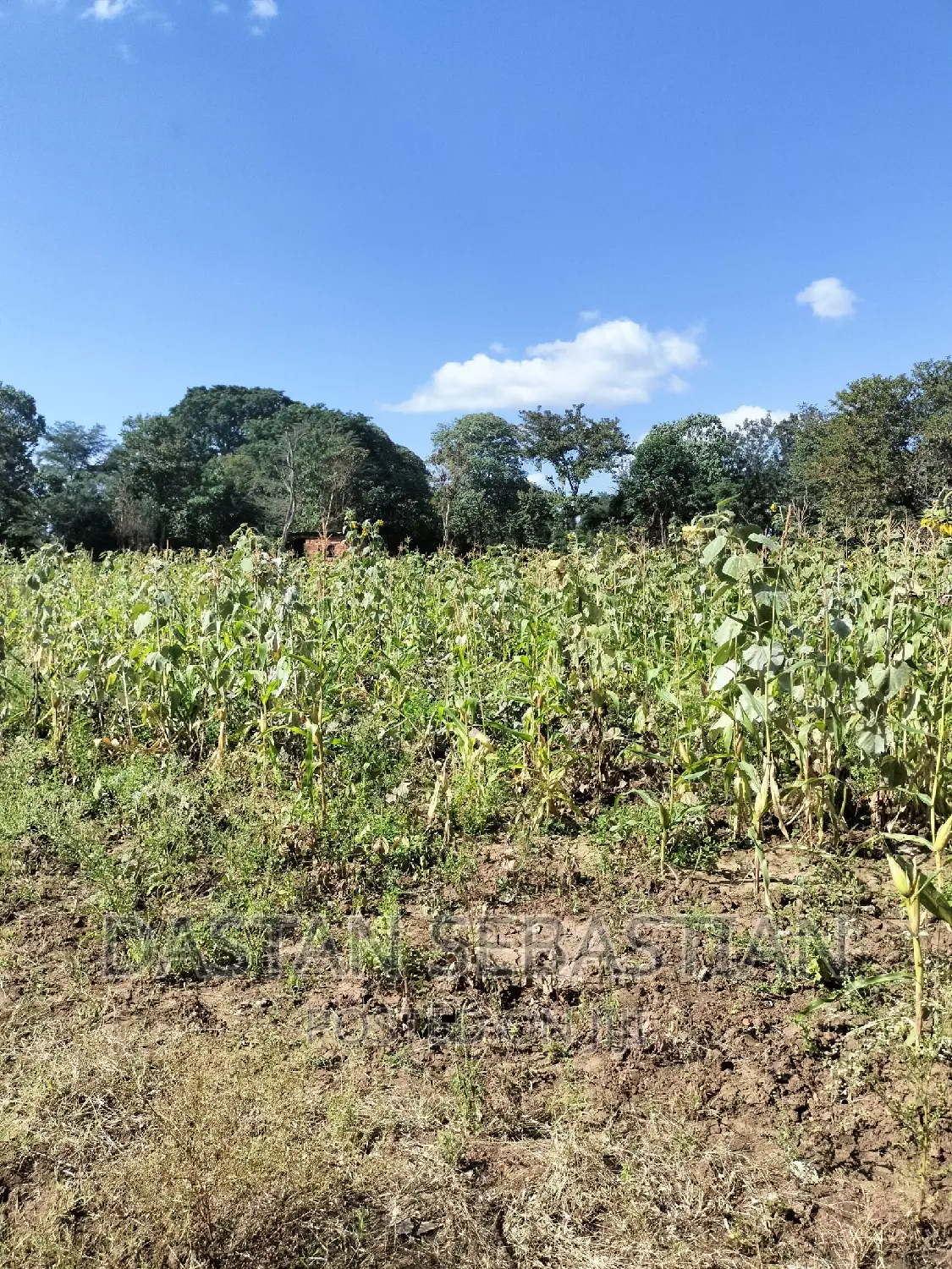 Farms and Land for Sale Arusha and Kilimanjaro