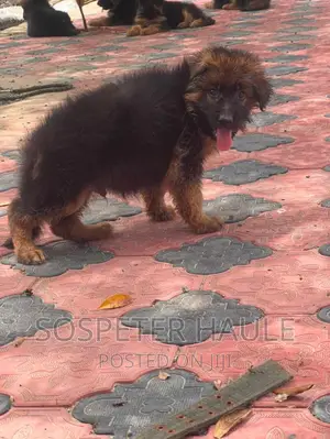 1-3 months Male Purebred German Shepherd