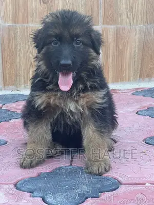 1-3 months Male Purebred German Shepherd