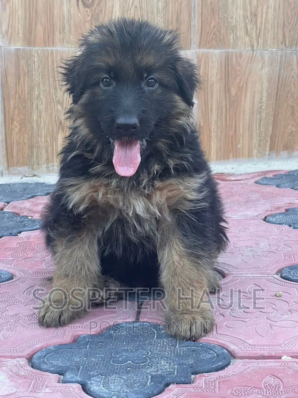 1-3 months Male Purebred German Shepherd