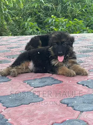 1-3 months Male Purebred German Shepherd