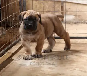 1-3 months Male Purebred Boerboel