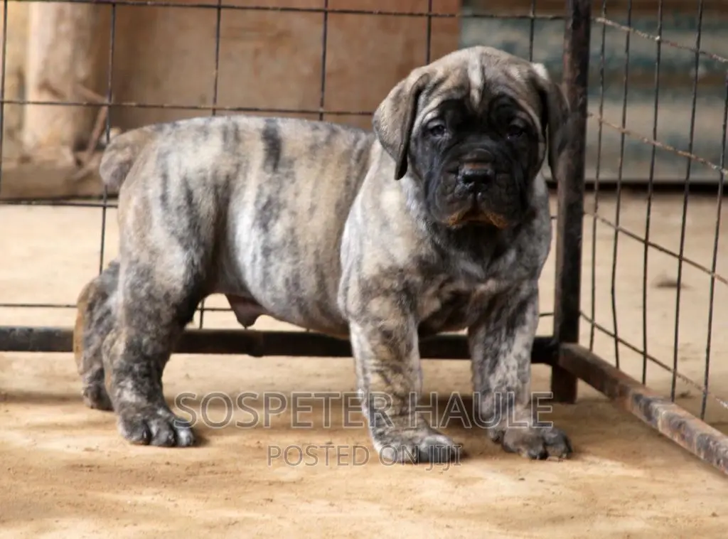 1-3 months Male Purebred Boerboel