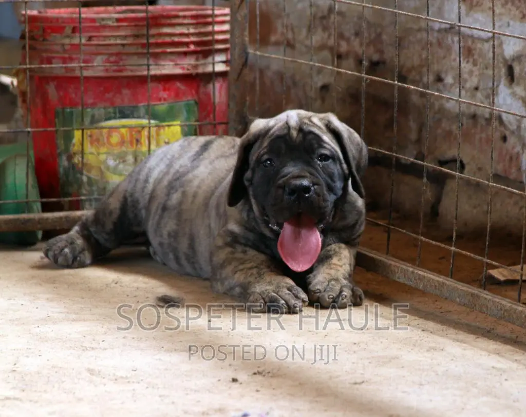 1-3 months Male Purebred Boerboel