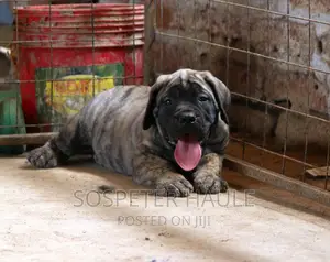 1-3 months Male Purebred Boerboel