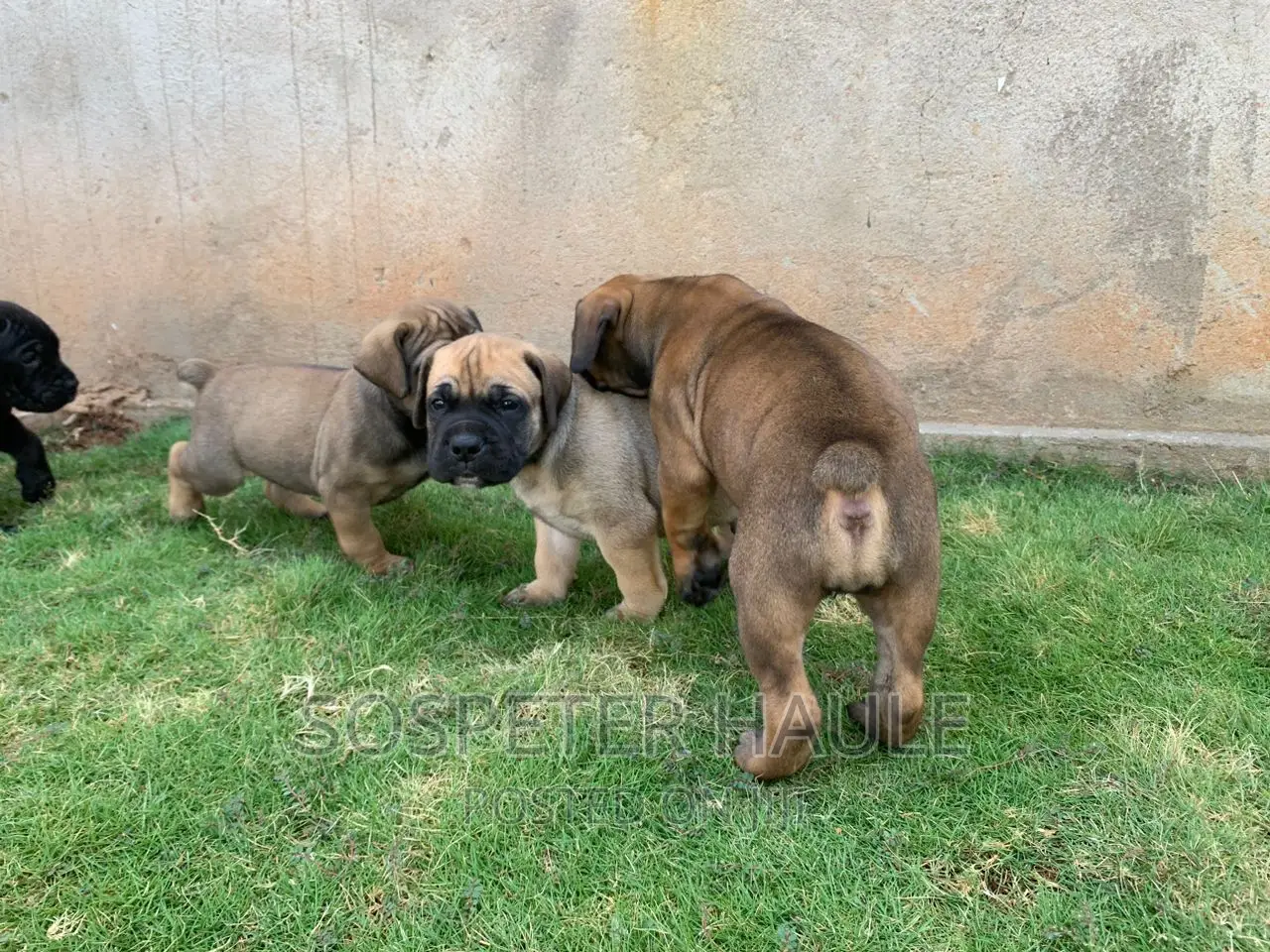 1-3 months Male Purebred Boerboel