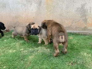 1-3 months Male Purebred Boerboel