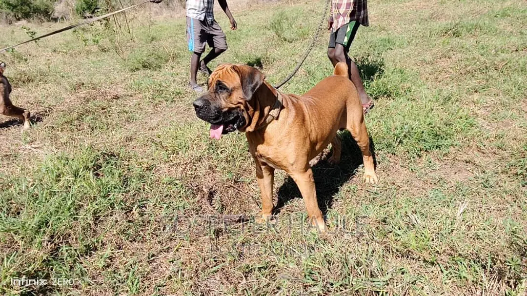 1-3 months Male Purebred Boerboel