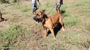 1-3 months Male Purebred Boerboel