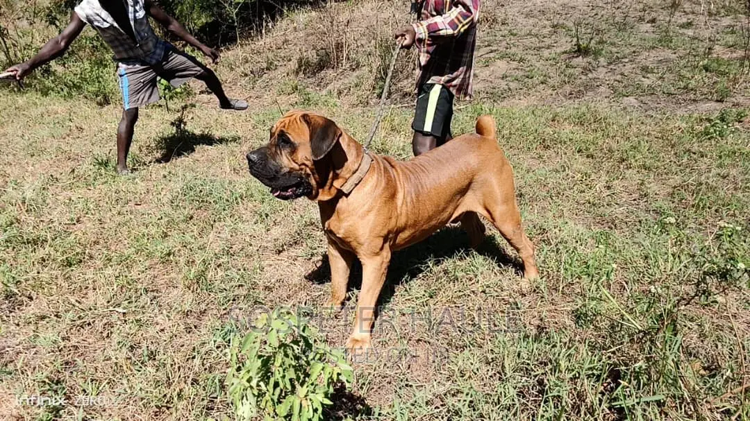 1-3 months Male Purebred Boerboel