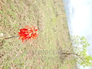 Kigamboni Amani Beach at Avic Town Plot for Sale Kigamboni
