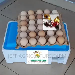 New Automatic Incubator
