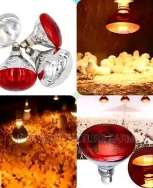 Lamp Heat for Chicken