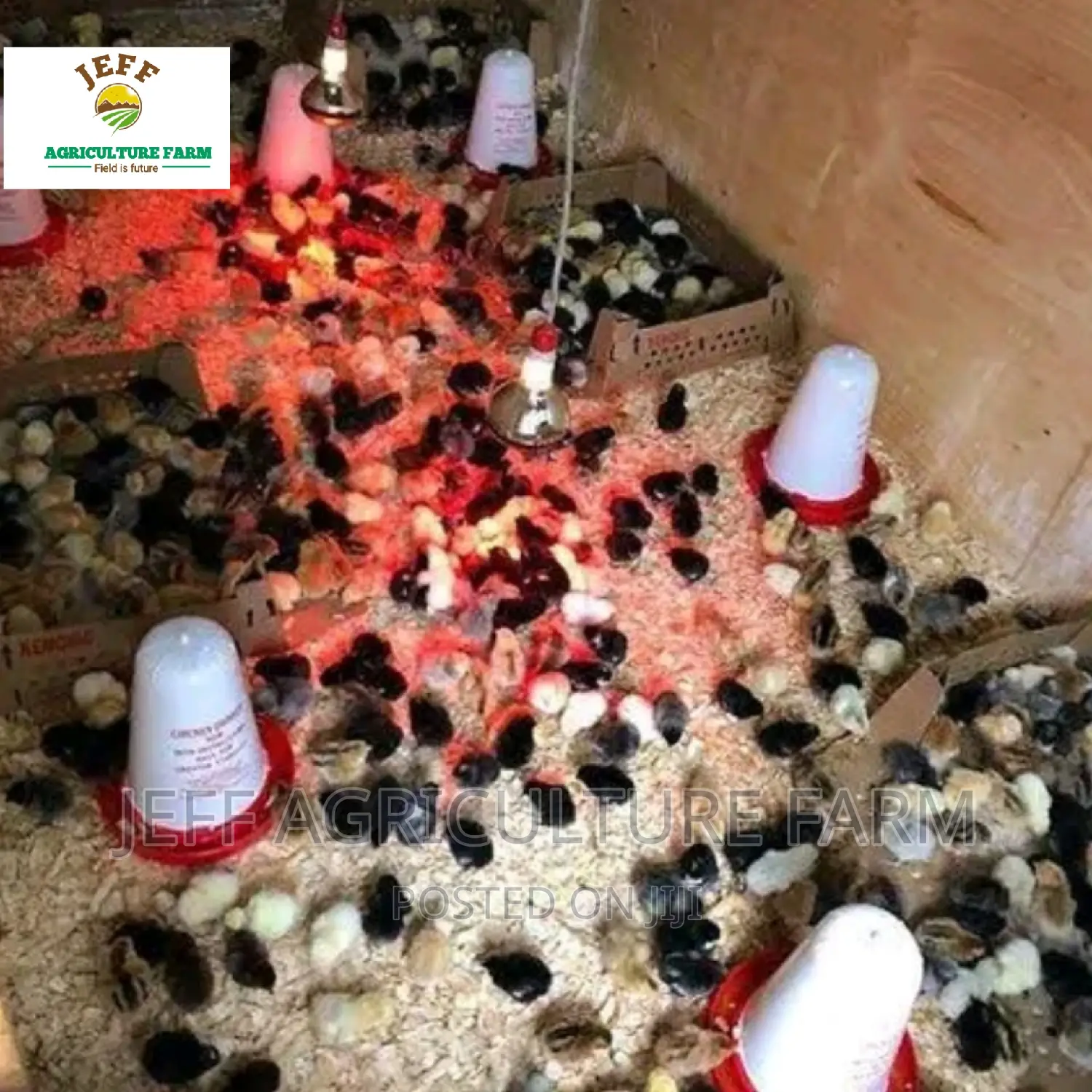 Lamp Heat for Chicken