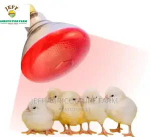 Infrared Heat Lamp Now Available