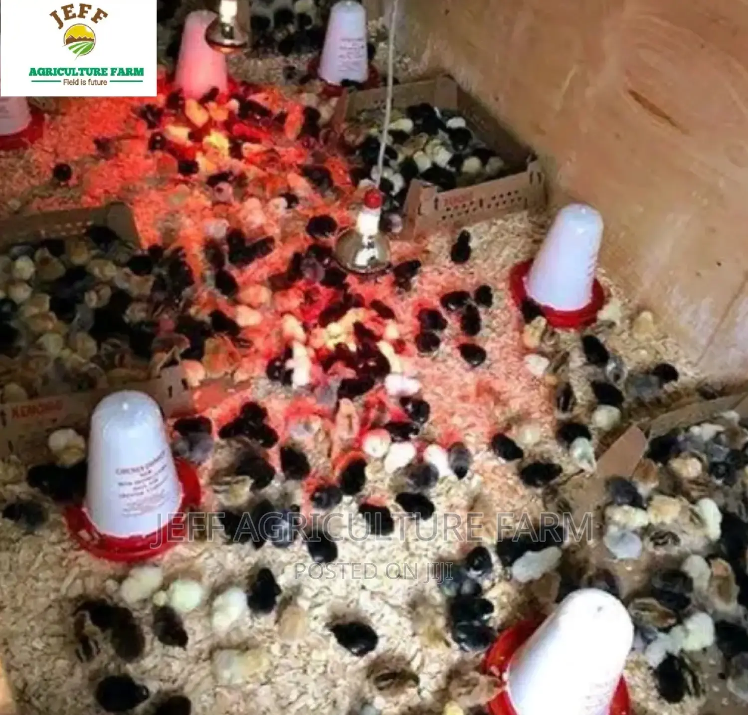 Infrared Heat Lamp Now Available