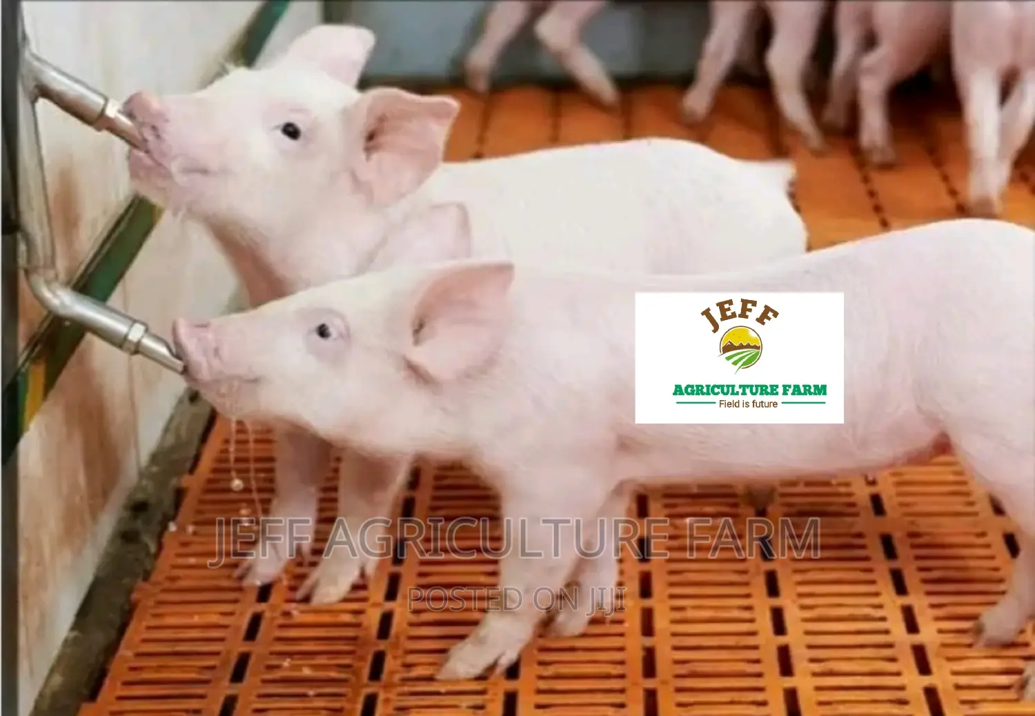 Hot Pig Nipples