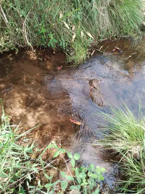 Plot for Sale at Njombe for Avocado Plantation
