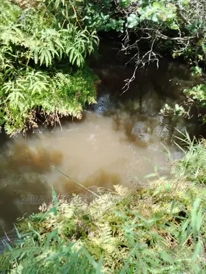 Plot for Sale at Njombe for Avocado Plantation