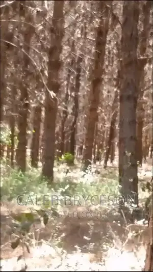 Shamba LA Miti Ya Mbao Pine