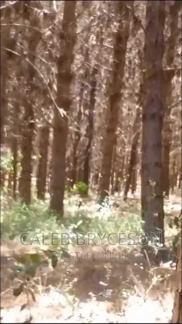 Shamba LA Miti Ya Mbao Pine