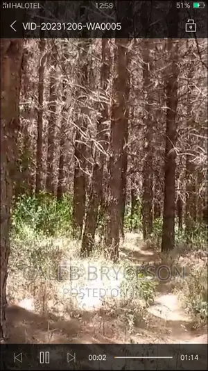 Shamba LA Miti Ya Mbao Pine