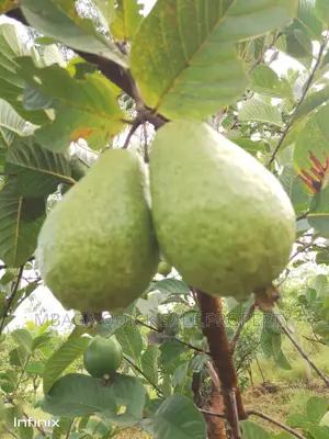 Farm for Sale at Mbwewe Chalinze