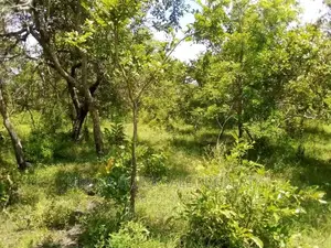 Farm for Sale at Bagamoyo Mkange Village 650 Acres 160m