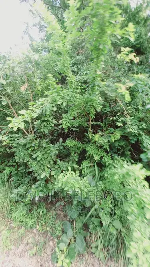 Kyegolomola Kiziru Kyaifo
