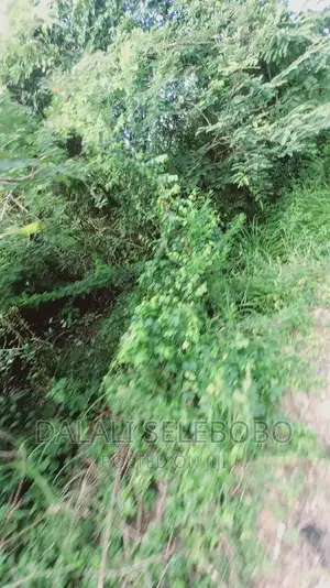 Kyegolomola Kiziru Kyaifo