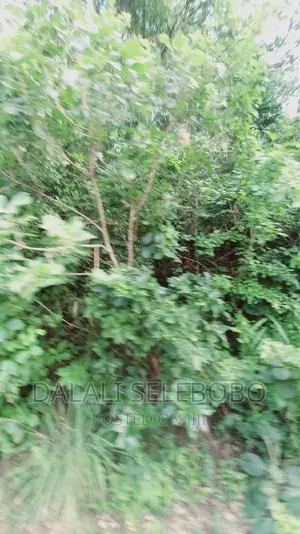Kyegolomola Kiziru Kyaifo
