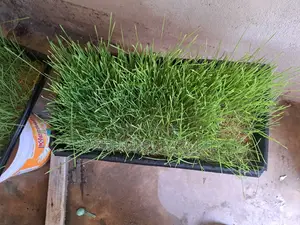 Hydroponics Trei