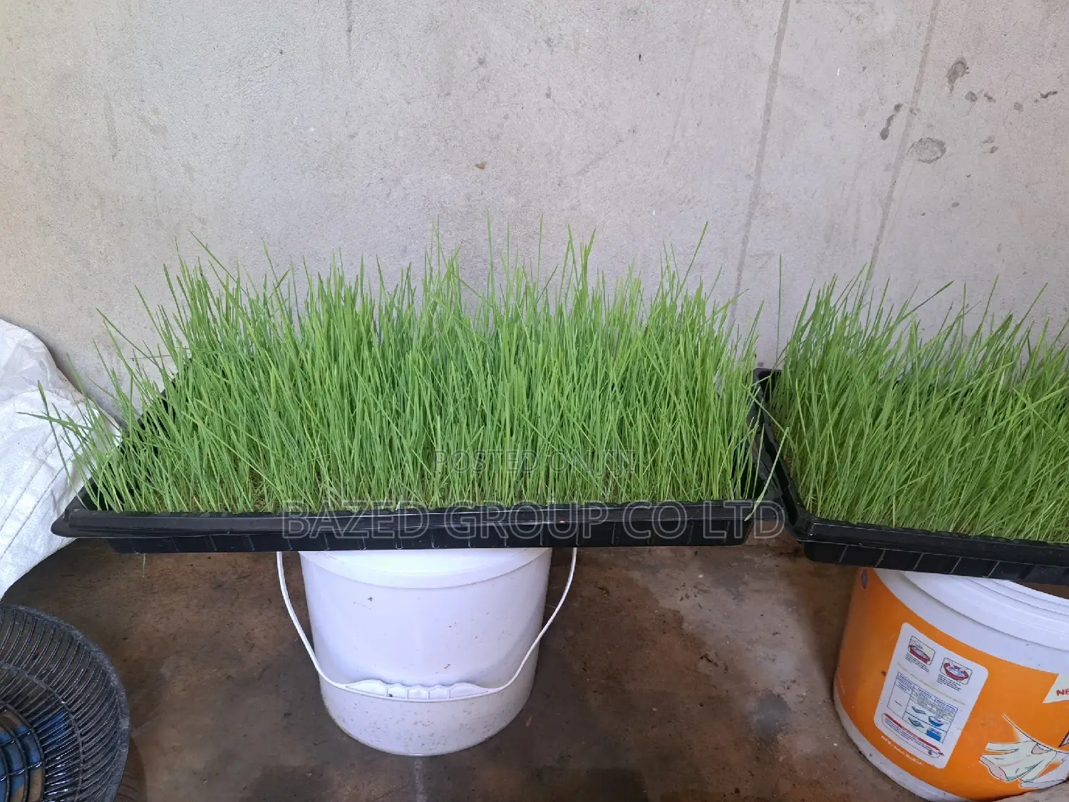 Hydroponics Trei