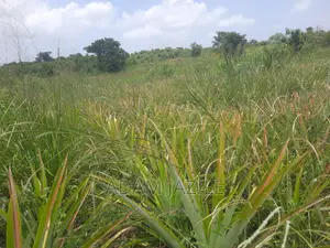 Shamba LA Nanasi LA Ekari 6 Linauzwa Mwavi Fukayosi