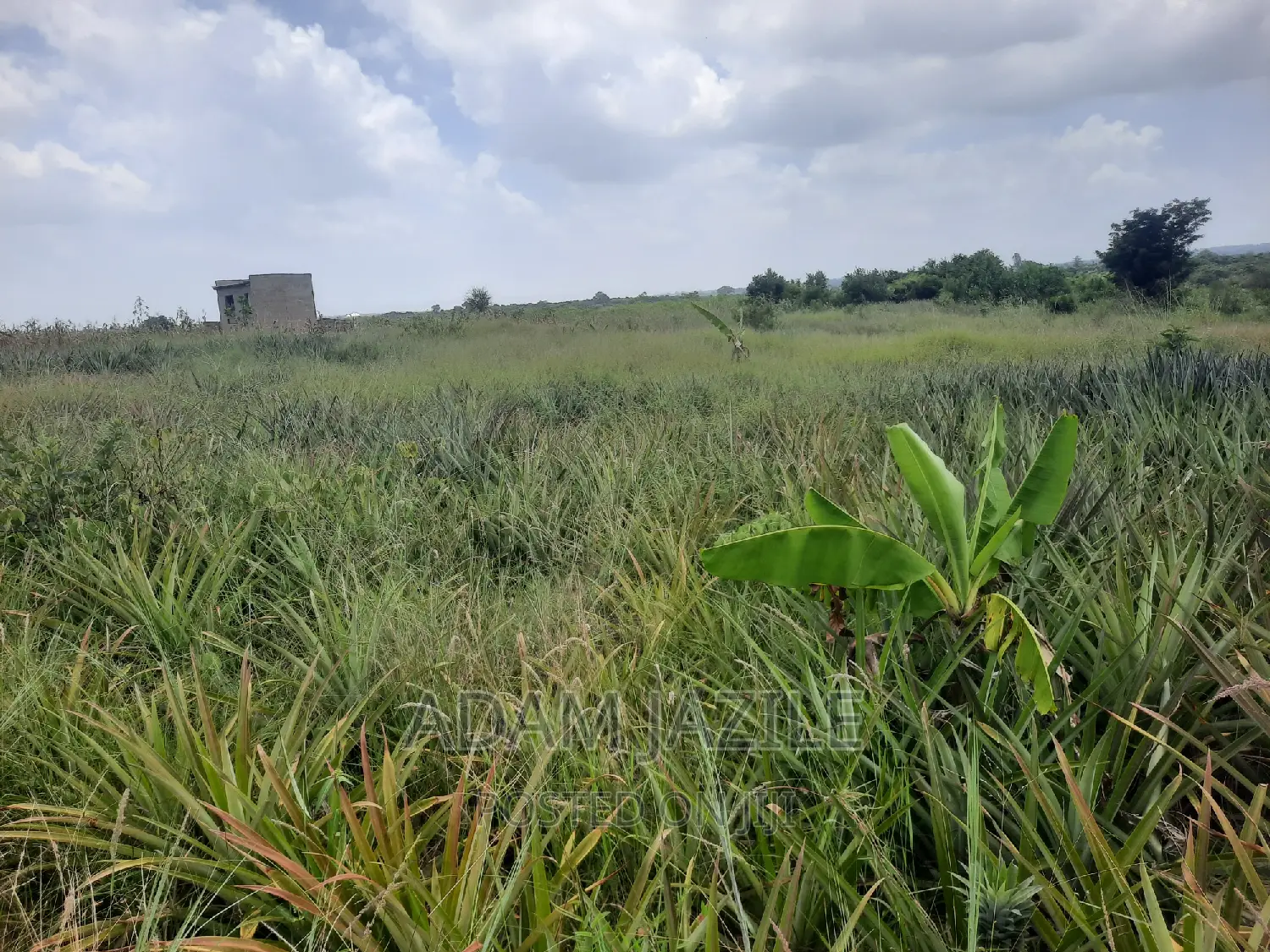 Shamba LA Nanasi LA Ekari 6 Linauzwa Mwavi Fukayosi