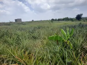 Shamba LA Nanasi LA Ekari 6 Linauzwa Mwavi Fukayosi