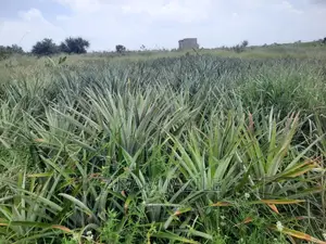 Shamba LA Nanasi LA Ekari 6 Linauzwa Mwavi Fukayosi
