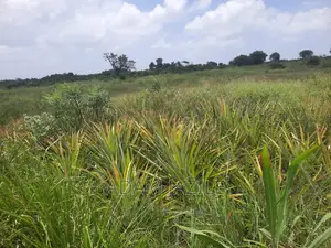 Shamba LA Nanasi LA Ekari 6 Linauzwa Mwavi Fukayosi