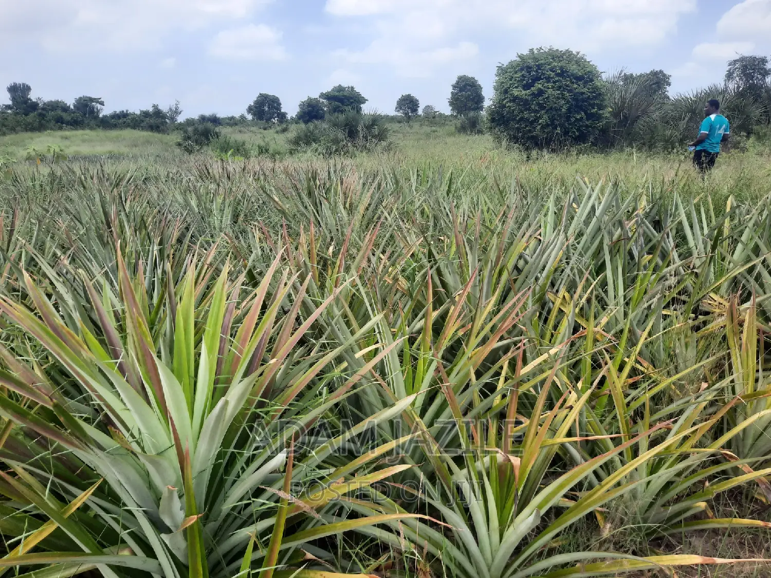 Shamba LA Nanasi LA Ekari 6 Linauzwa Mwavi Fukayosi
