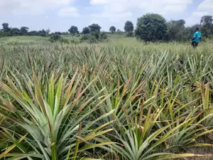 Shamba LA Nanasi LA Ekari 6 Linauzwa Mwavi Fukayosi