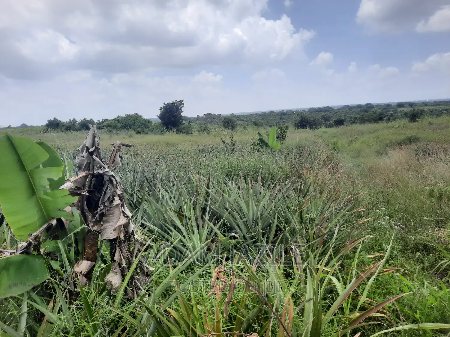 Shamba LA Nanasi LA Ekari 6 Linauzwa Mwavi Fukayosi