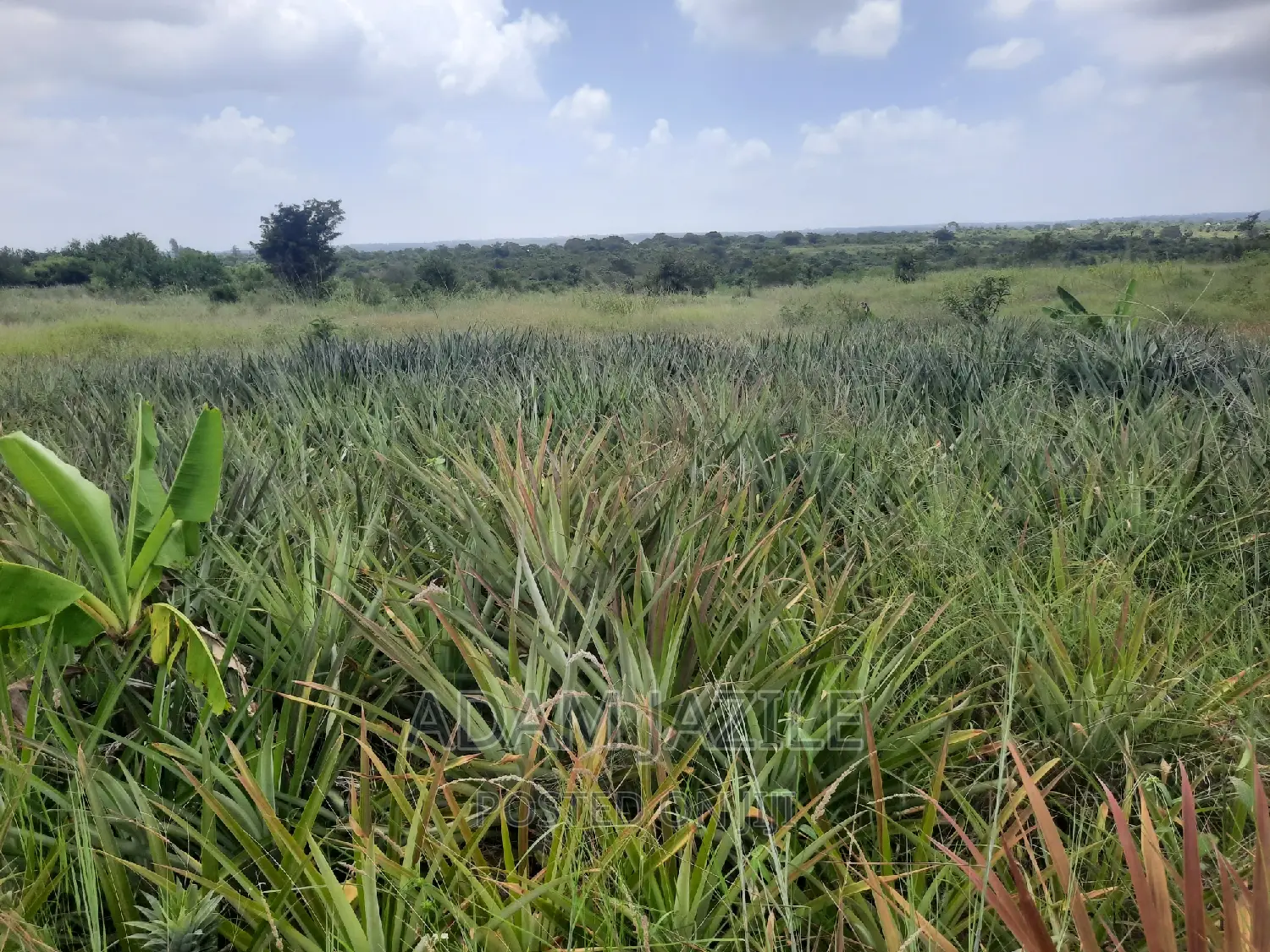 Shamba LA Nanasi LA Ekari 6 Linauzwa Mwavi Fukayosi