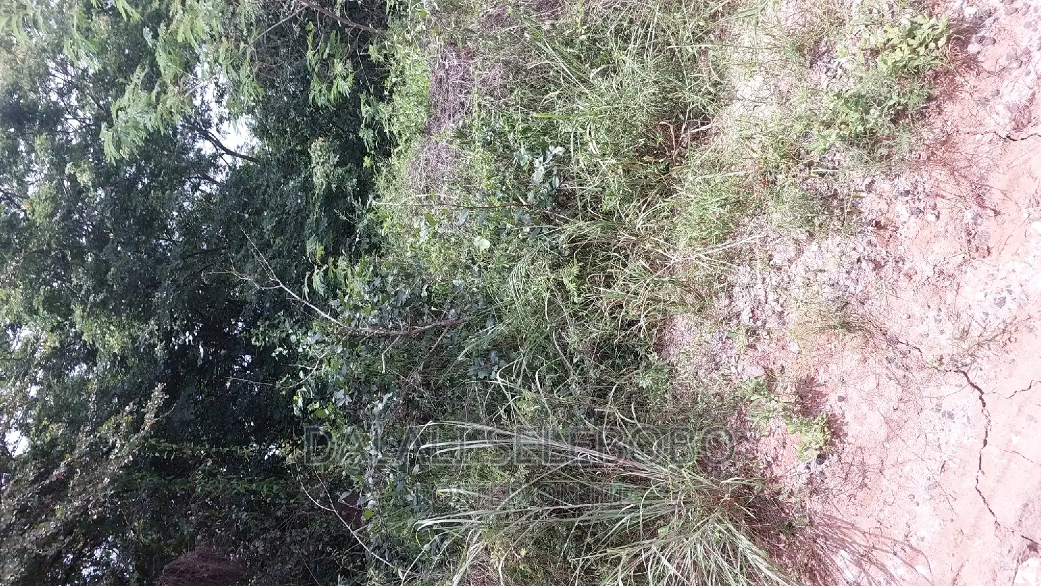 Hekari 200 Sale Njobe Iringa Bilioni4