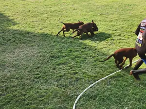 3-6 months Female Purebred Rhodesian Ridgeback