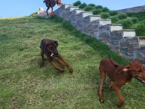 3-6 months Female Purebred Rhodesian Ridgeback