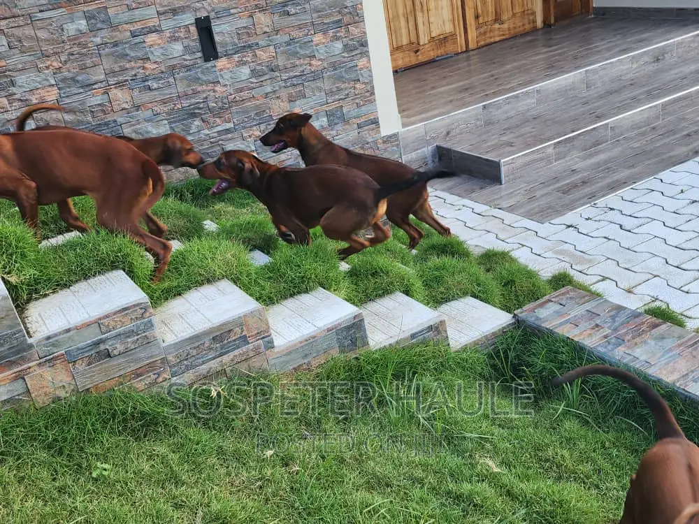 3-6 months Female Purebred Rhodesian Ridgeback