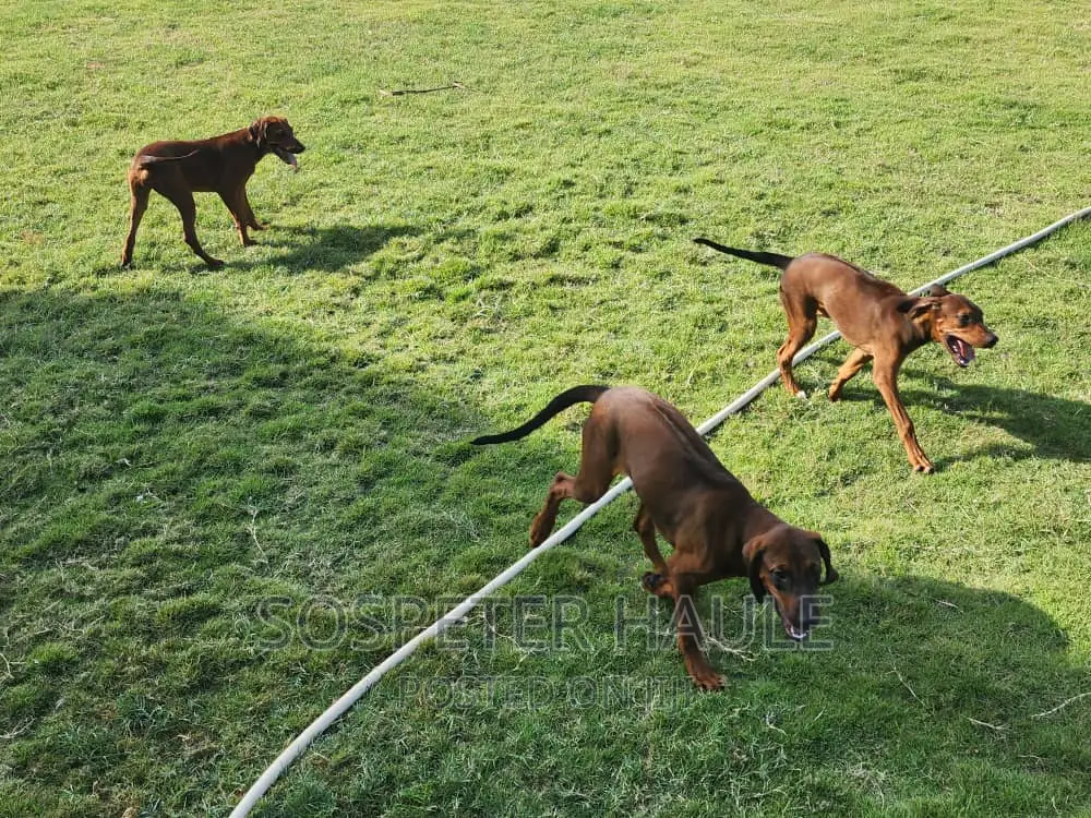 3-6 months Female Purebred Rhodesian Ridgeback