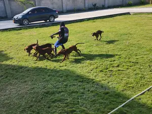 3-6 months Female Purebred Rhodesian Ridgeback